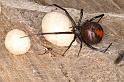 Latrodectus_hasselti_D3654_Z_85_Hamelin pool_Australie